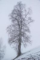 winter landscape in Austrian Alps photo