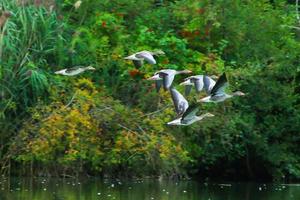 wild goose flaying near the Danube water stream photo