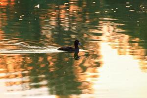 el ganso salvaje flota en el lago de la tarde mientras la luz dorada se refleja en la hermosa superficie del agua. foto