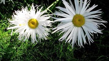 flores de margarita blanca en el jardín video