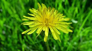 dandelion, yellow spring flower video