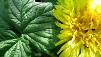 groot groen blad en een geel paardebloem bloem video