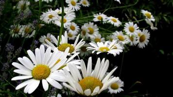 wit madeliefje bloemen in beweging in de wind video