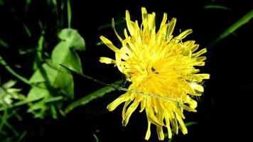 dandelion in the sun, yellow spring flower video