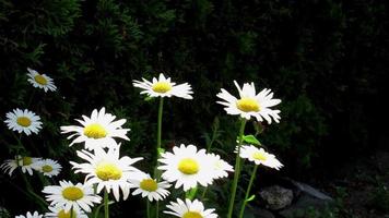 weiße gänseblümchenblumen in der sonne video