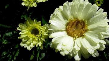 fleurs de marguerite jaune après la pluie video