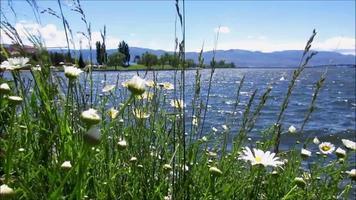 wit madeliefje bloemen bloeiend door de meer, mooi landschap video