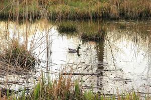 wild duck floating on water in a swamp in autumn time photo