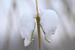 Green leaves covered with hoarfrost and snow photo