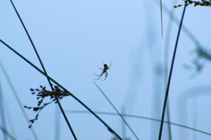 silueta de araña en la hierba sobre fondo azul foto