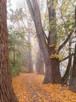 Autumn landscape near the Danube river, Regensburg city, Europe. Walking trough the forest on a foggy day. photo