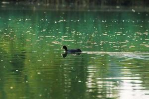 patos salvajes en el lago cerca del río danubio en alemania. ver a través de la hierba foto