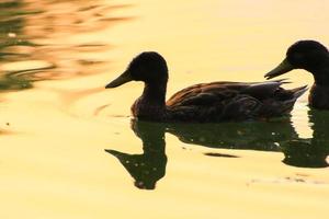 The wild goose float in the evening lake while the golden light reflected in the beautiful water surface. photo