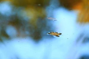 October Atumn Maple Leaf floating on water photo