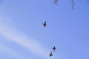 flying ducks against an evening landscape photo