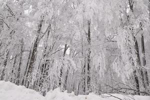 mountain forest landscape on a foggy winter day photo