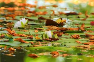 Picturesque leaves of water lilies and colorful maple leaves on water in pond, autumn season, autumn background