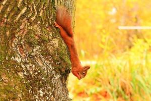 Portrait of Eurasian red squirrel climbing on tree and eating acorn photo