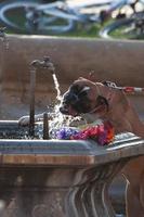 un perro bebiendo agua de una fuente publica foto