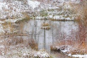 Par de ánades reales en el agua en un pantano en invierno foto