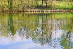 wild male duck floating on the lake photo