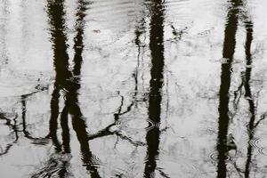 tree branches reflected into water photo