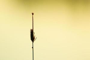 grass and leaves silhouette at sunset near the river photo