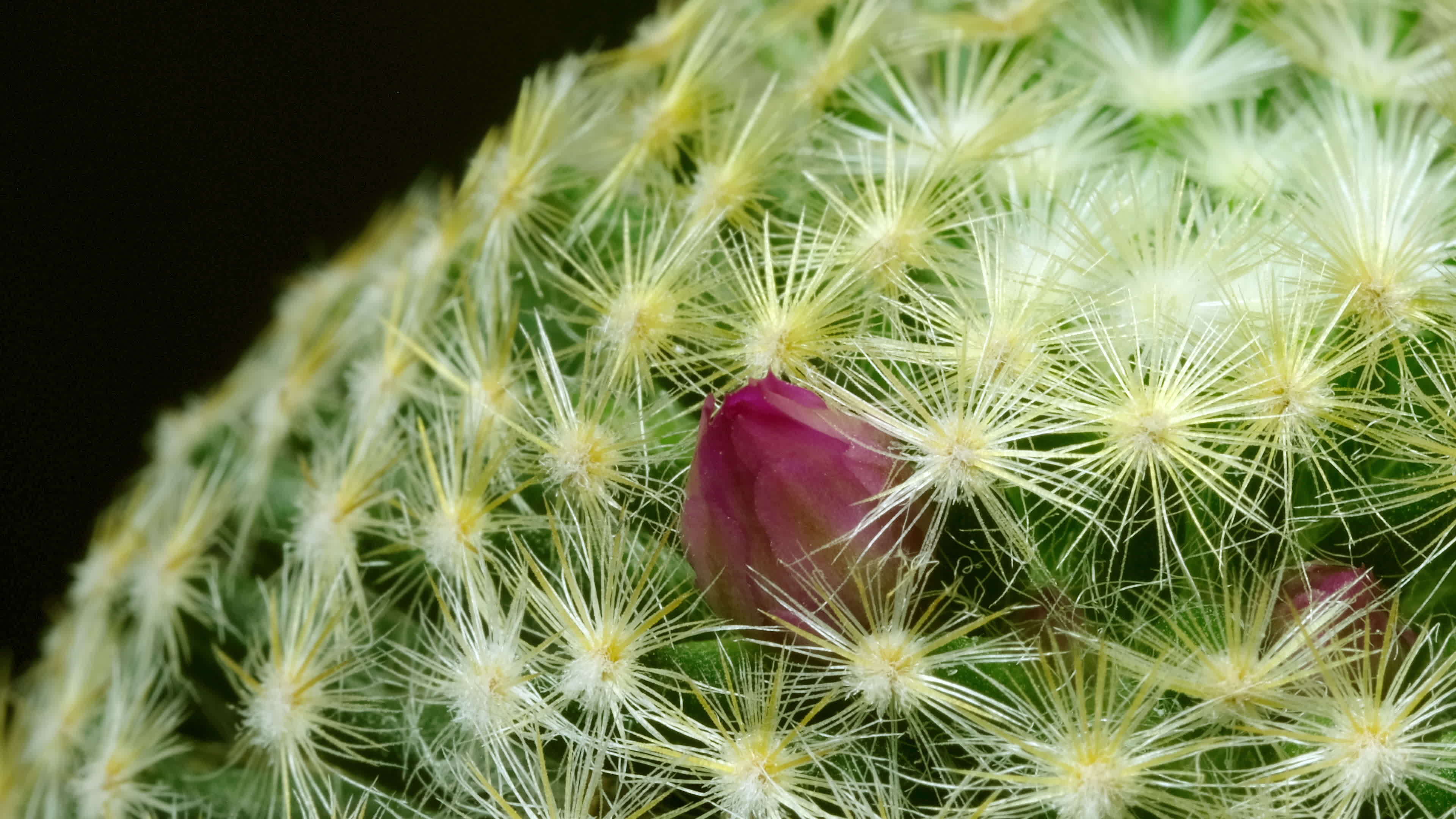 Astonishing Daisy Bloom Time Lapse: Full Video Inside - l0spw1j