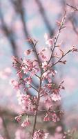 branche de fleurs de cerisier rose en vidéo verticale de floraison printanière. sakura japonais. fête du hanami. video