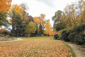 Autumn leaves and trees in the park photo