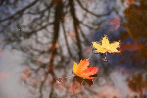 Autumn yellow maple leaves over blue water with reflection of trees in it photo