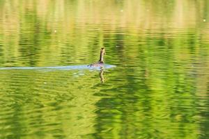 Great crested grebe bird floating on the Danube river photo