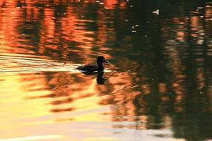 el ganso salvaje flota en el lago de la tarde mientras la luz dorada se refleja en la hermosa superficie del agua. foto