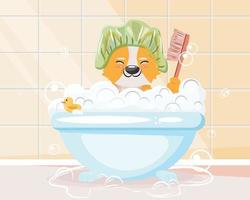 lindo corgi en el gorro de ducha bañándose con muchas burbujas y espuma. vector