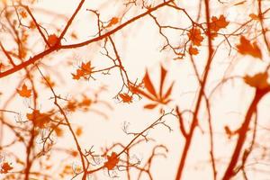 abstract image of autumn branches and leaves reflected in a pond photo