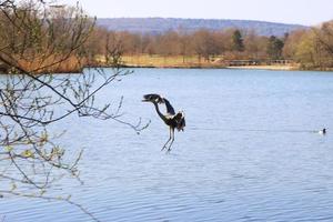 Closeup of a gray heron flying above the water and holding a dry branch in its beak photo