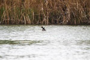 Great crested grebe bird floating on the Danube river photo