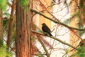 un mirlo común, turdus merula, sentado en una rama de árbol foto