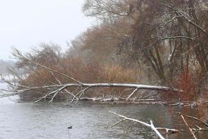 white snow on a bare tree branches on a frosty winter day near the lake photo