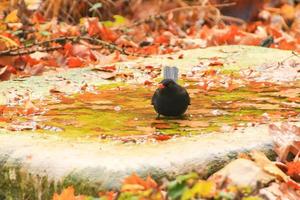 Common Blackbird,Turdus merula, is having a bath in a public pool in the park photo