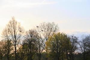 flying ducks against an evening landscape photo