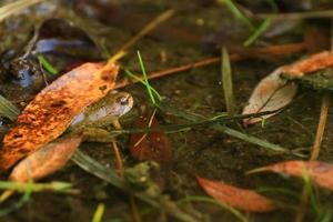 Swamp vegetation at golden hour sunset. little frog emerging from water photo