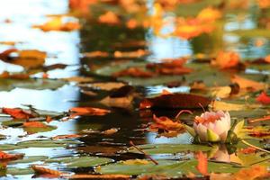 Picturesque leaves of water lilies and colorful maple leaves on water in pond, autumn season, autumn background photo