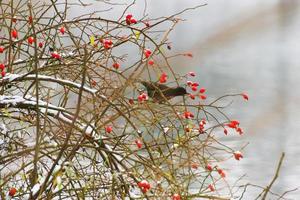 mirlo sentado en una rama de árbol en invierno foto