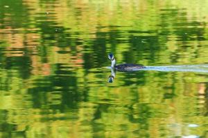 Great crested grebe bird floating on the Danube river photo