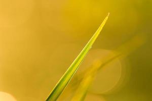 grass and leaves silhouette at sunset near the river photo