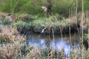 flying ducks over a swamp near Danube river photo