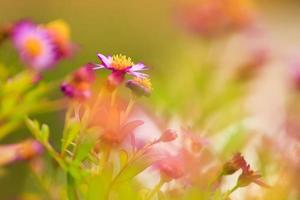 purple flowers in autumn time photo