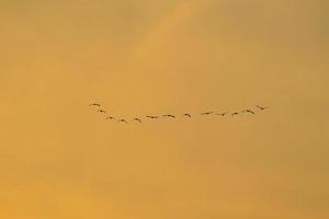 birds flying into sunset sky photo