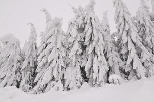 paisaje de bosque de montaña en un día de invierno brumoso foto